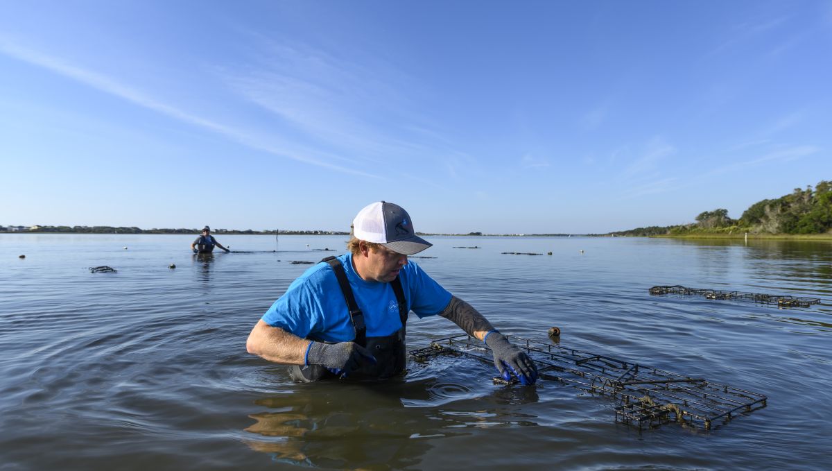 Man in water wearing a hat, gloves and overalls working with oyster cages during daytime