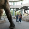 Two people looking up at dinosaur exhibit with T-Rex exhibit in background