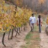 Couple holding glasses of wine walking through vineyard sporting fall foliage