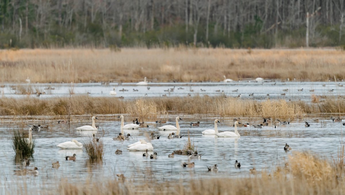 Dozens of birds on lake with marsh and bare trees in background