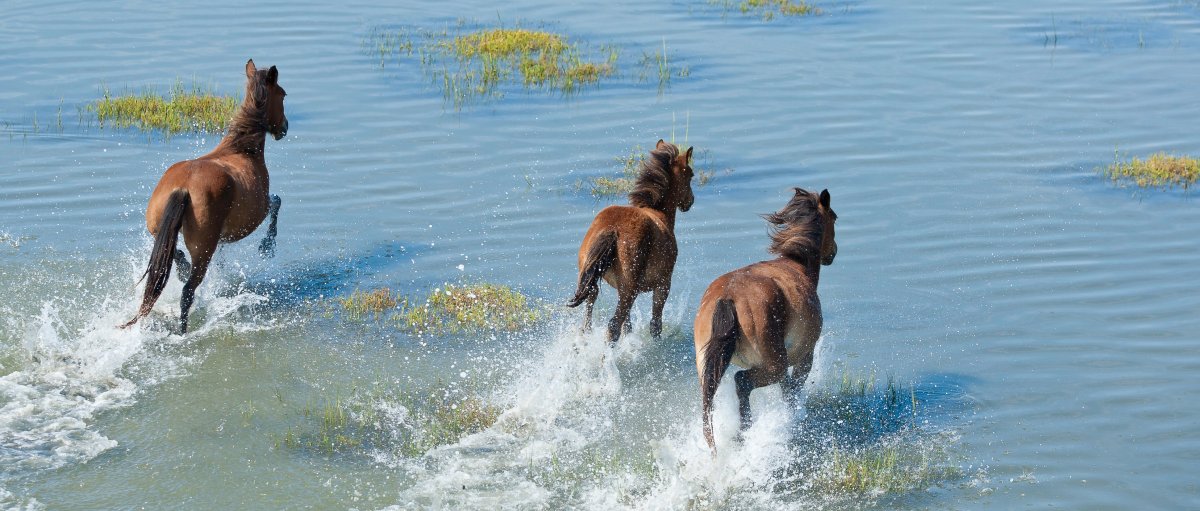 Three wild horses running through water during daytime