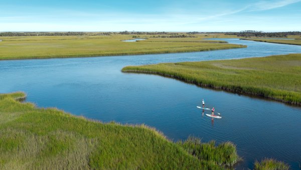 People standup paddleboarding through marshes on clear day