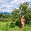 Woman picking apple at orchard with mountains in background