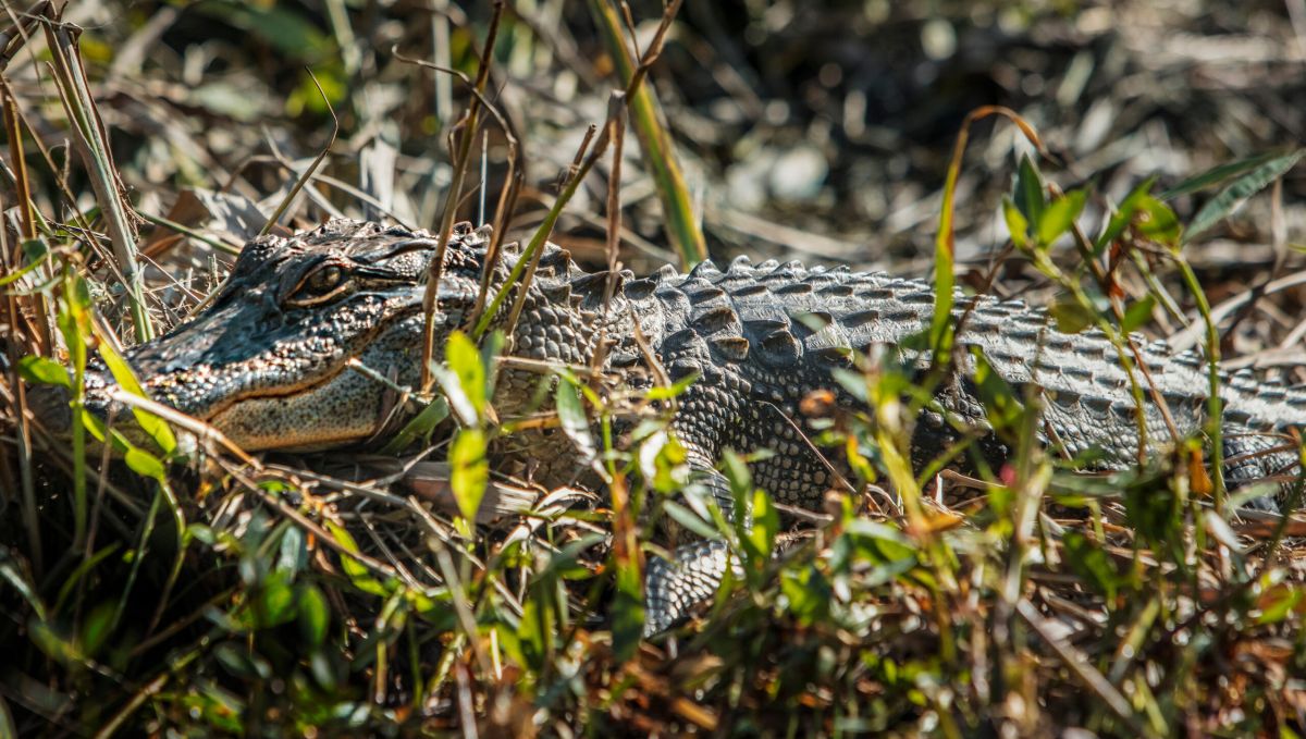 Alligator blending in with grass and brush on an Alligator River kayak tour in Nags Head