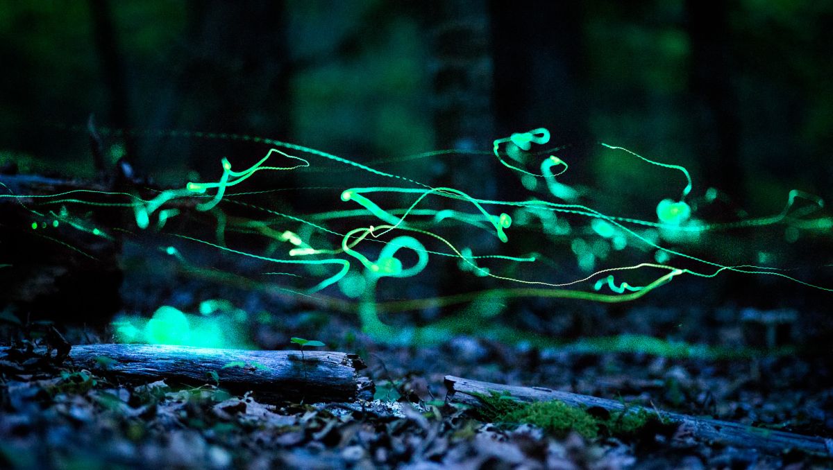 Neon blue fireflies hovering above forest ground at night