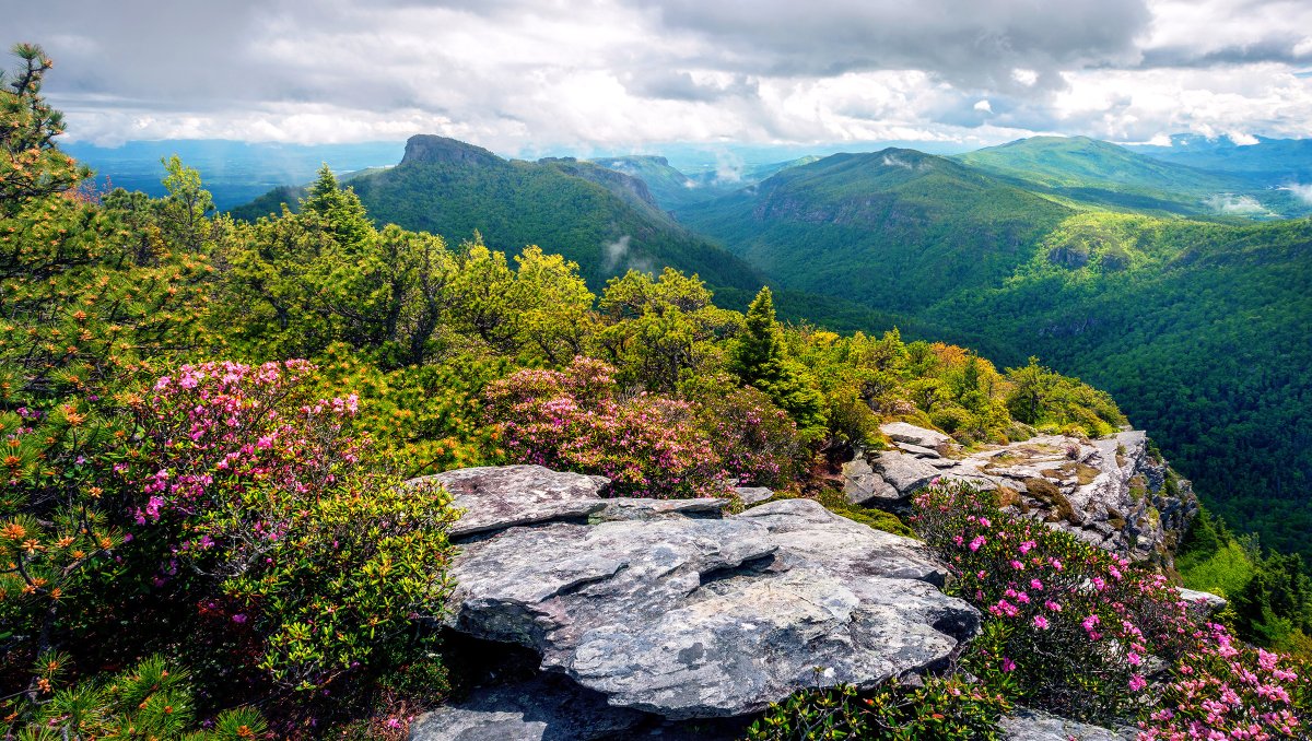 Mountain outlook with jagged rocks, wildflowers, trees and bushes