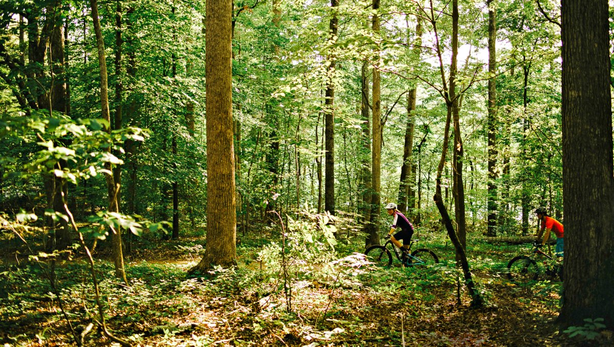 Two people mountain biking through green wooded forest