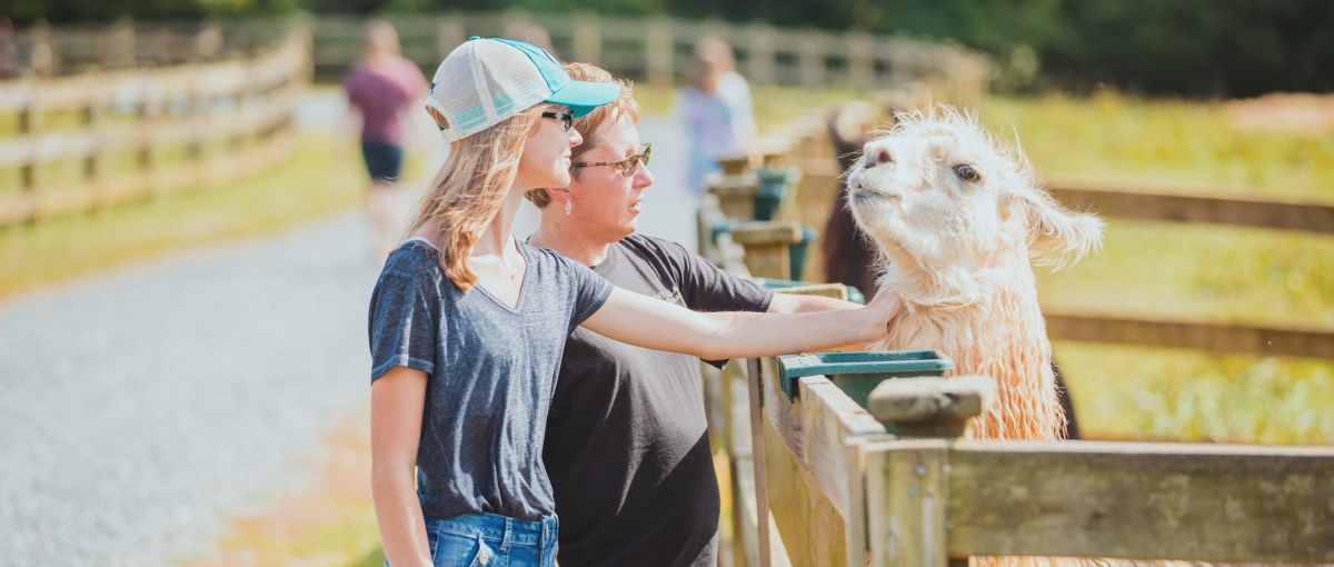 Two women petting a llama on sunny day at Divine Llama Vineyards in East Bend