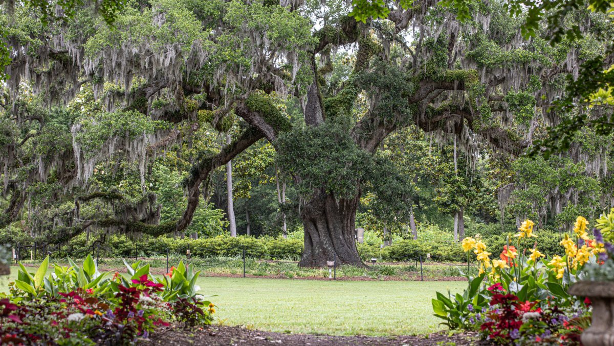 Large Airlie Oak tree in distance with flowers in foreground on cloudy day at Airlie Gardens in Wilmington