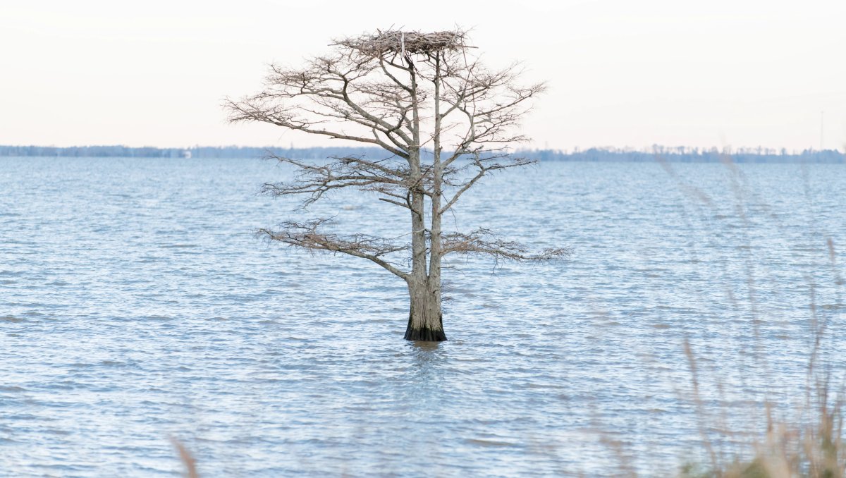 Bald tree in middle of water in lake during winter