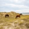Wild horses grazing on dunes on Shackleford Banks at Cape Lookout National Seashore