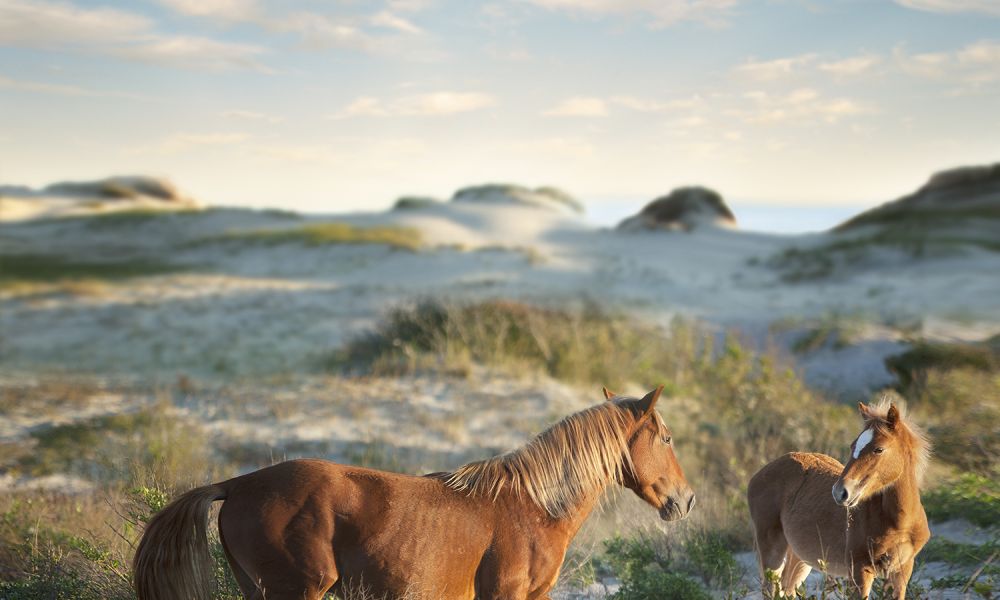 What beaches have wild horses