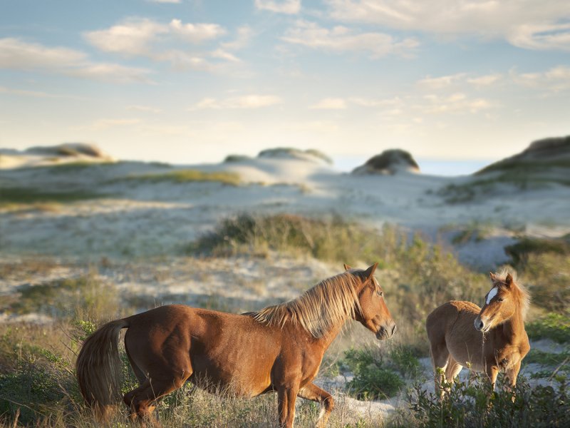 See Wild Horses on North Carolina Beaches – Outer Banks 