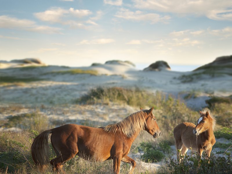 Corolla Wild Horses On Foot Clearance | emergencydentistry.com