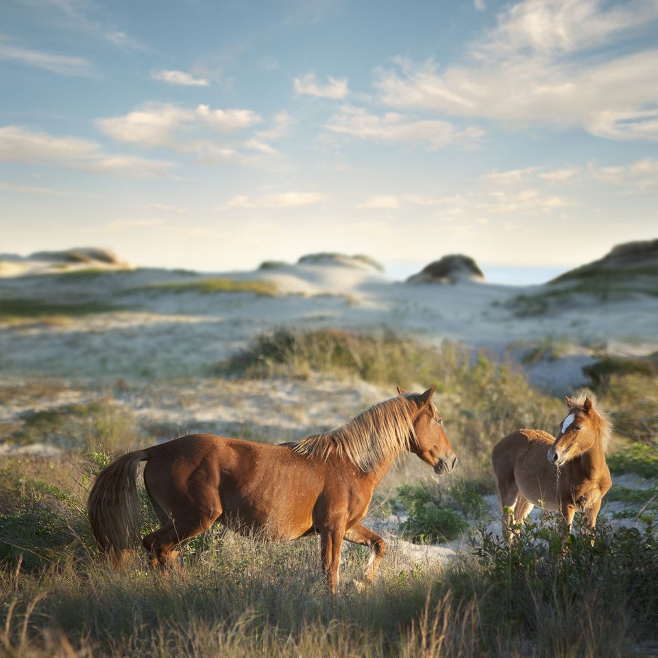 Wild horses in the united states