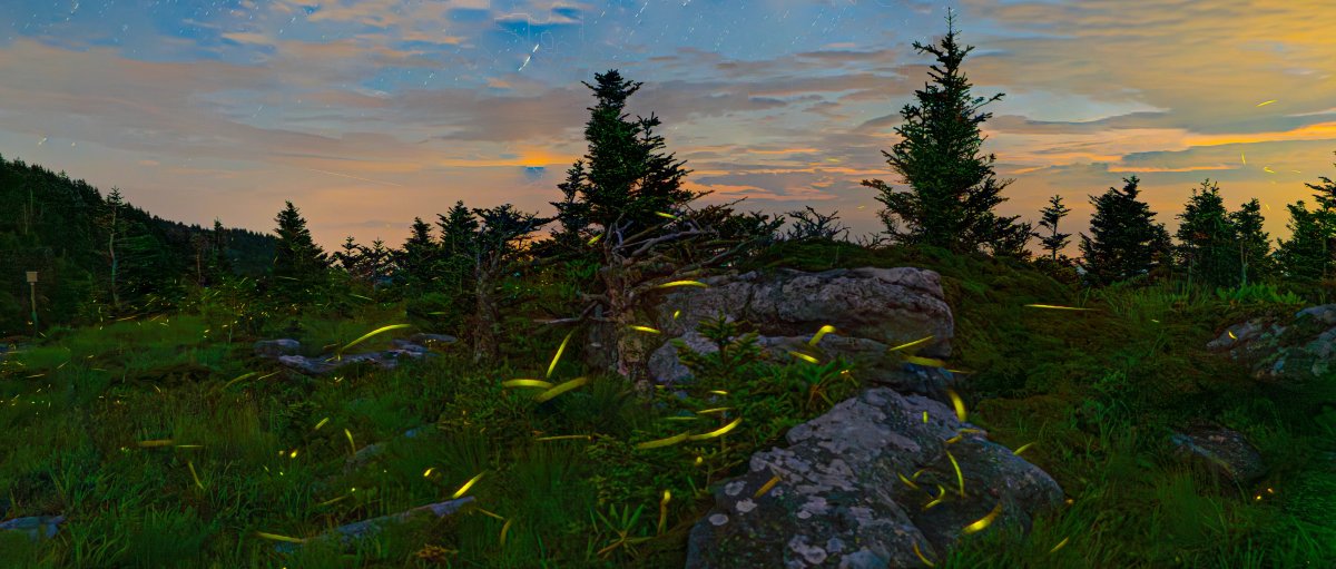 Fireflies dancing above ground and boulders on Grandfather Mountain at dusk