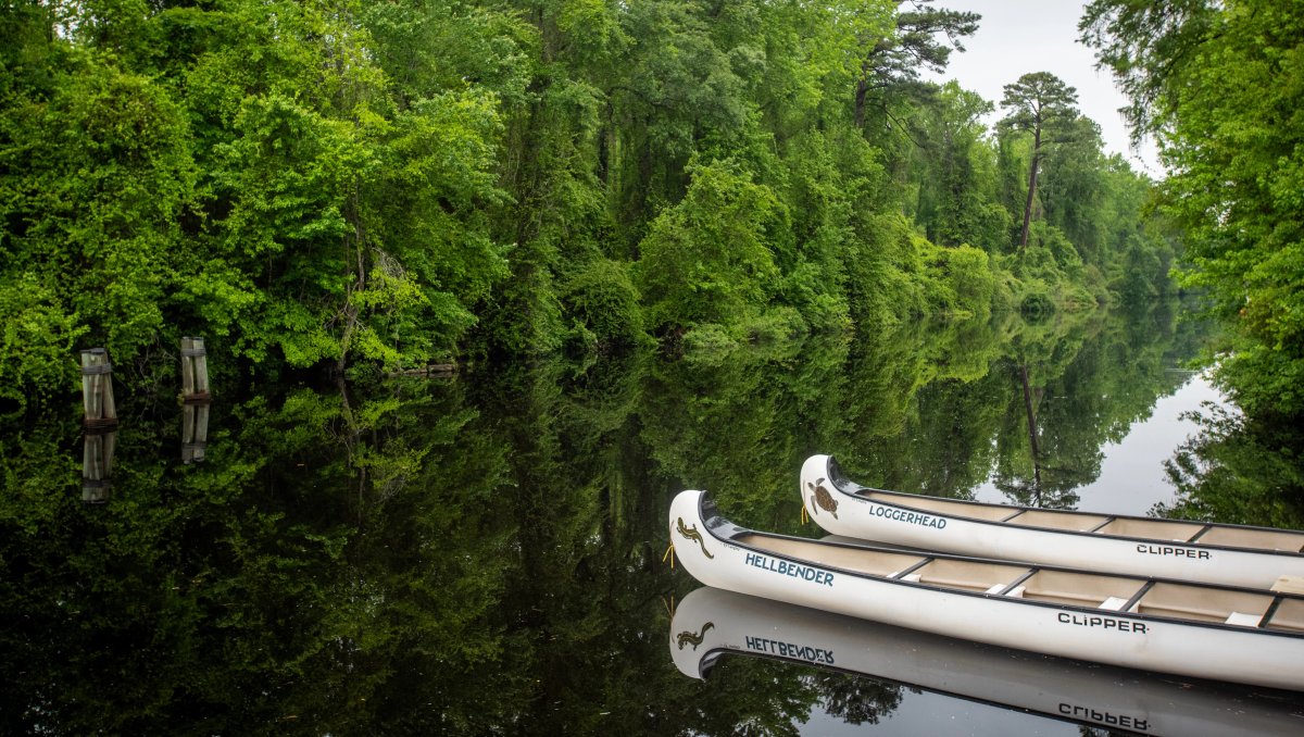 Parked white canoes jutting into Dismal Swamp State Park river surrounded by bright green trees