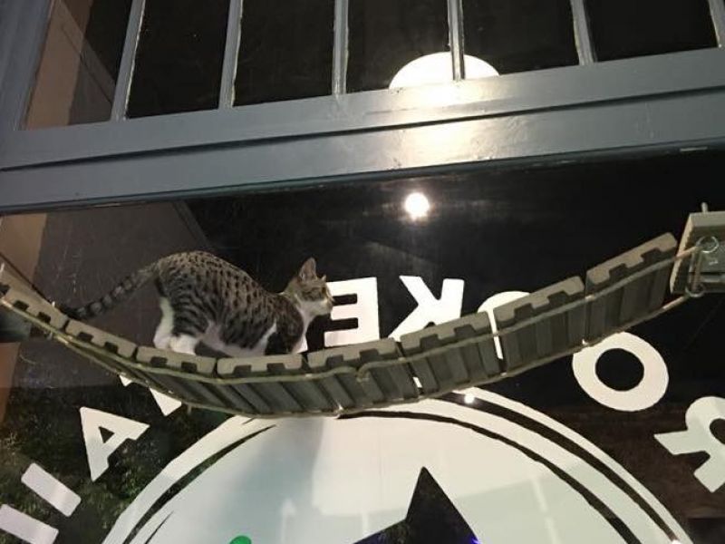 Crooked Tail Cat  Cafe  VisitNC com