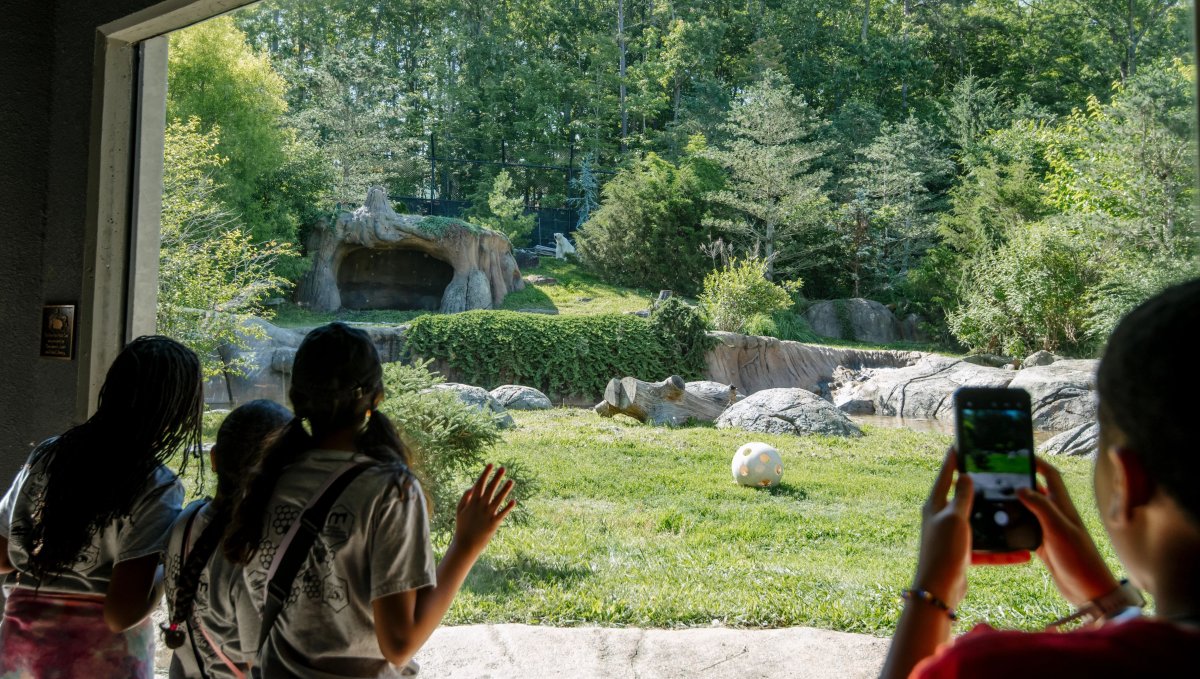 People looking throw glass into polar bear exhibit at NC Zoo