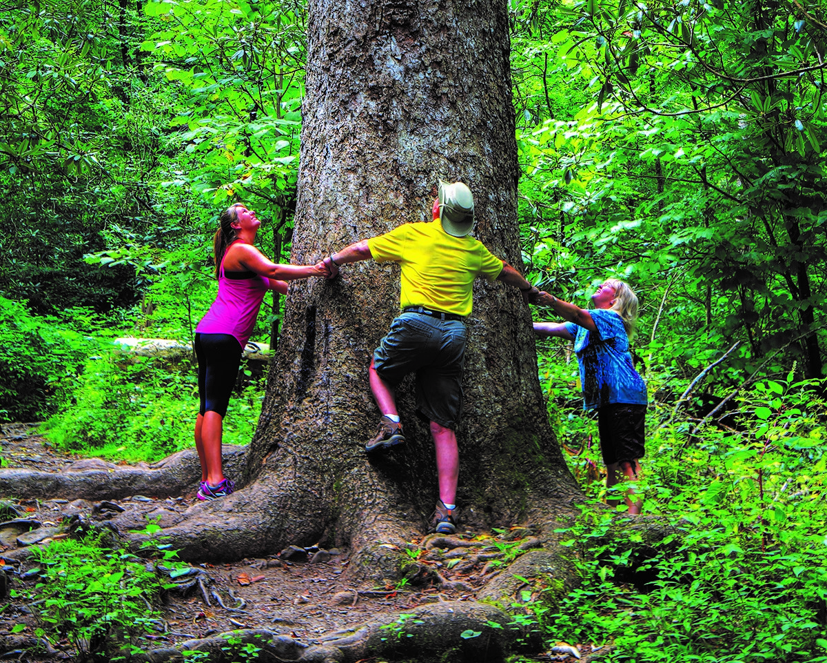 are dogs allowed in joyce kilmer memorial forest