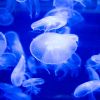 A dozen jellyfish under blacklight at North Carolina Aquarium at Fort Fisher near Wilmington