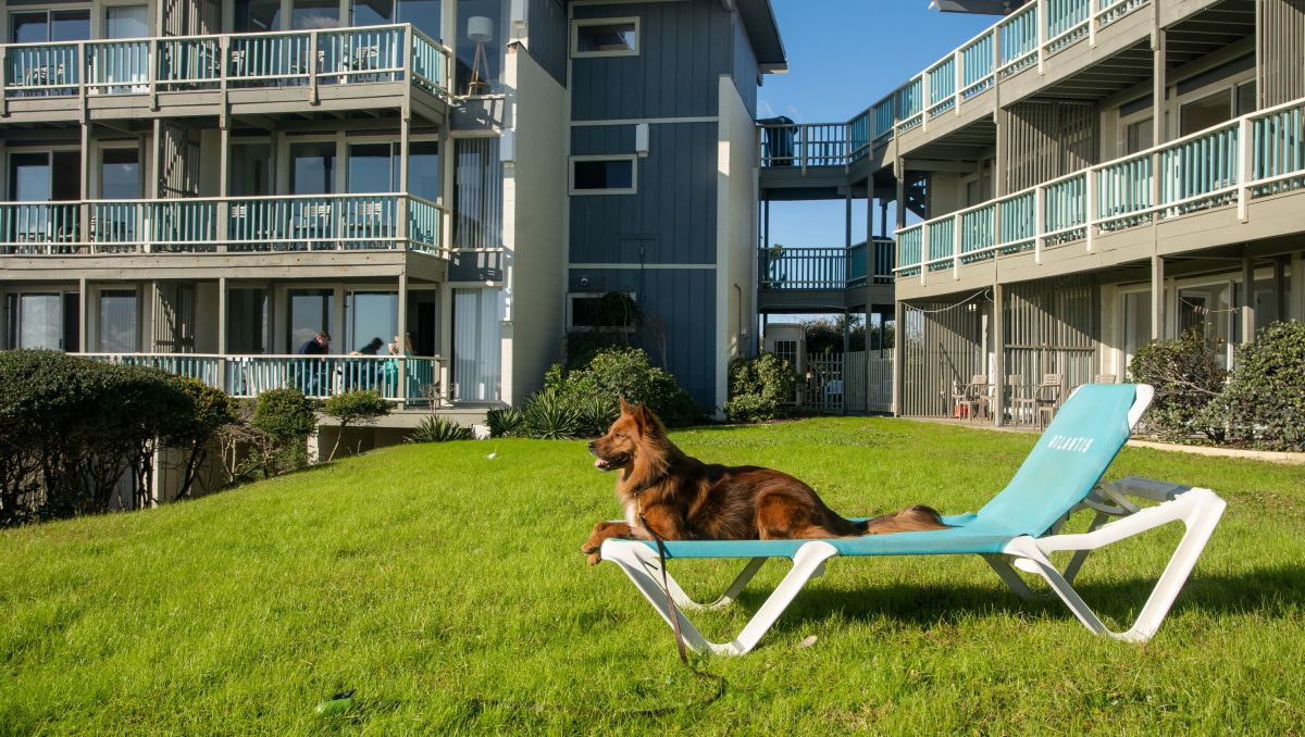 Pet Friendly Hotels In Nc Dog