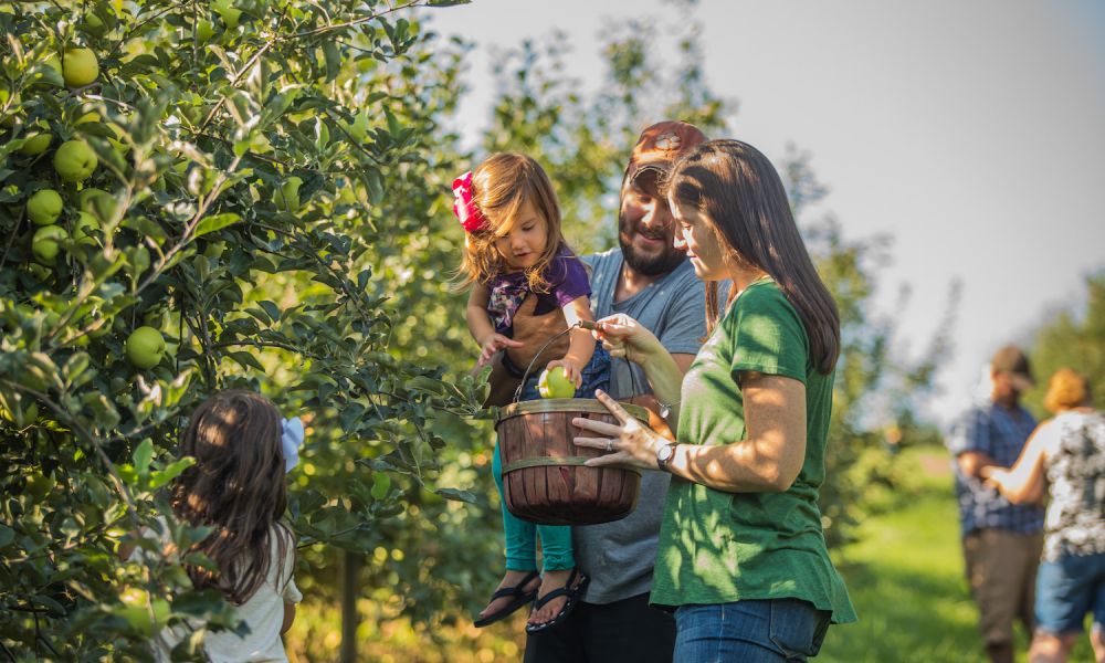 Organic Apple Orchards - Forks in the Dirt Finding your fall family outing