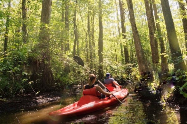 Backs of two kayakers paddling through stream surrounded by lush green trees