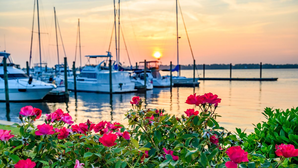 Bright pink flowers in foreground and docked boats and sunset in background