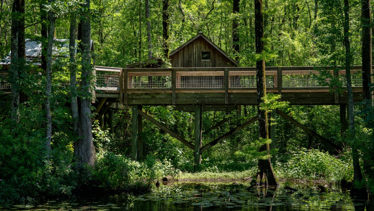 Treehouse sitting on elevated wood deck surrounded by trees and swampy marsh