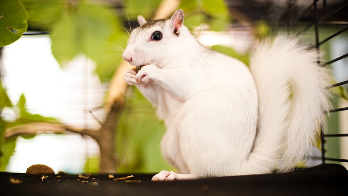 Close up of white squirrel nibbling on food