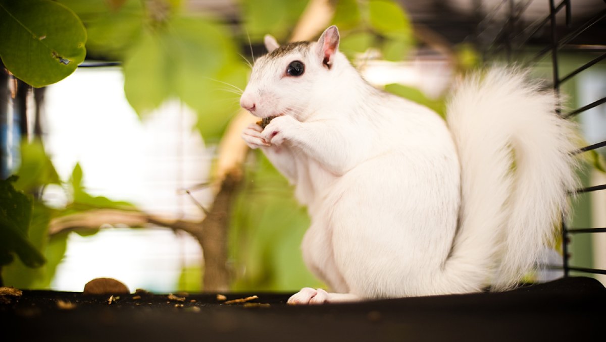 Closeup of white squirrel nibbling on food with green leaves out of focus in background