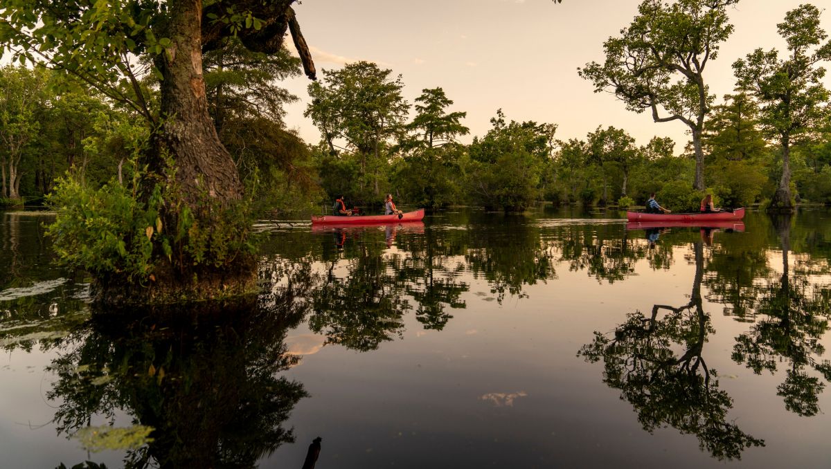 Two couples canoeing through Merchants Millpond State Park  surrounded by trees