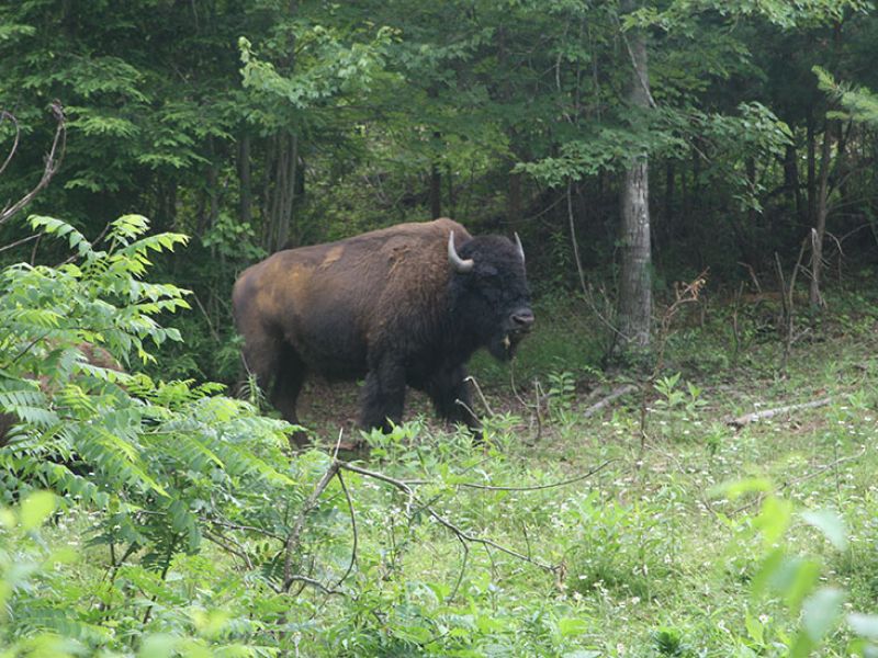 Buffalo Creek Vacations