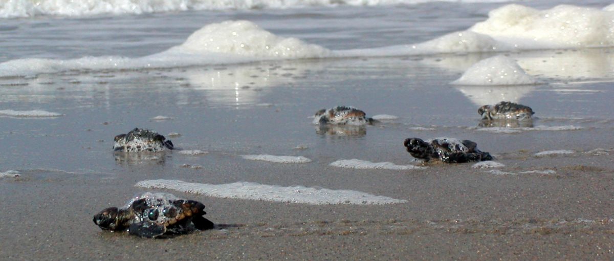 5 sea turtle hatchlings crawl across wet sand and sea foam toward ocean on North Carolina’s Bald Head Island