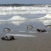 5 sea turtle hatchlings crawl across wet sand and sea foam toward ocean on North Carolina’s Bald Head Island