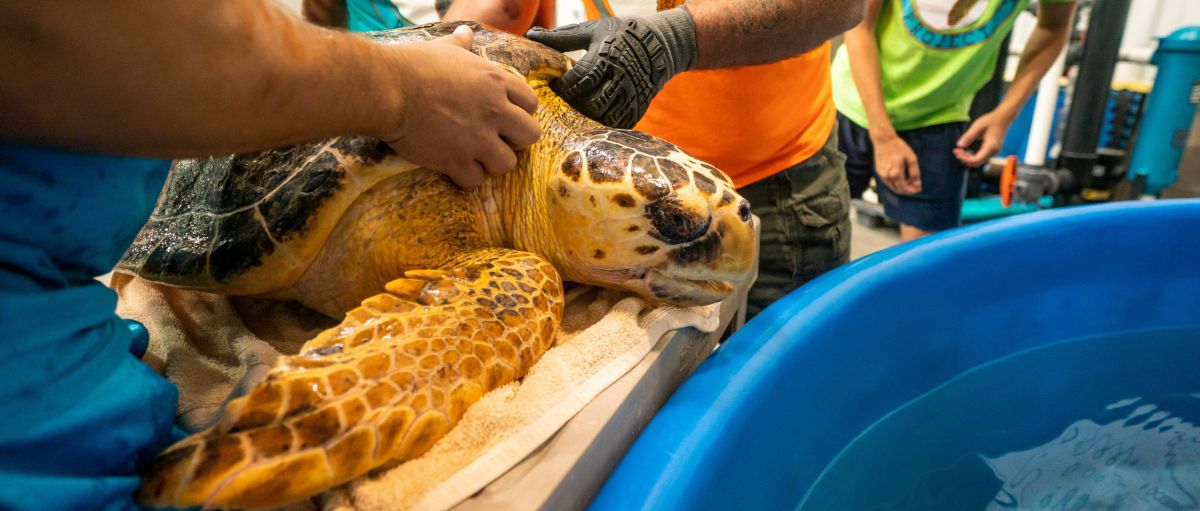 Sea Turtle at Karen Beasley Sea Turtle Rescue & Rehabilitation Center