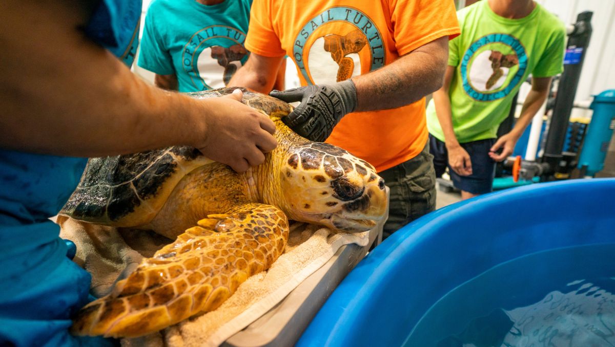 volunteers holding a sea turtle at Karen Beasley Sea Turtle Rescue And Rehabilitation Center 