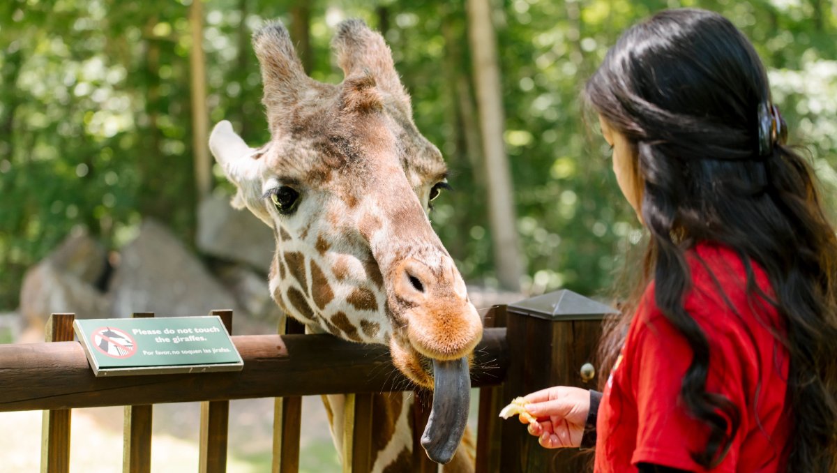 Girl hand-feeding giraffe lettuce on giraffe station at NC Zoo
