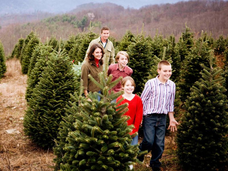 Choose and Cut in NC's High Country, the Christmas Tree Capital