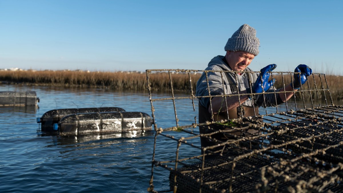 Man opening floating oyster bed in water and marsh in background
