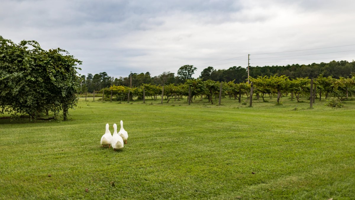 Three ducks waddling on lawn with green vineyards in background