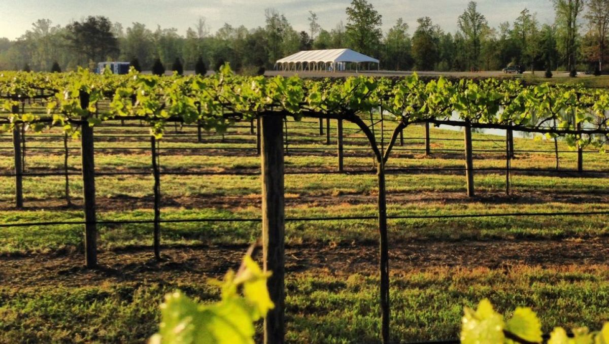 Duplin Winery's rows of grapes at vineyard