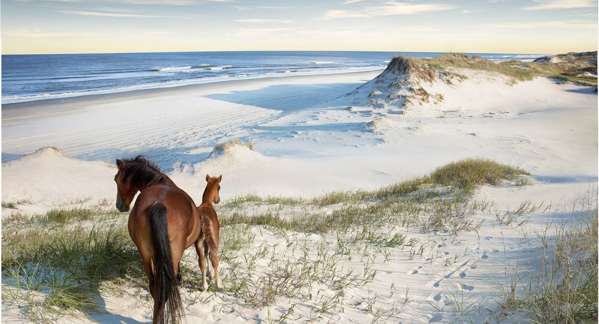 Bask on the Outer Banks Beaches of Corolla and Carova ...