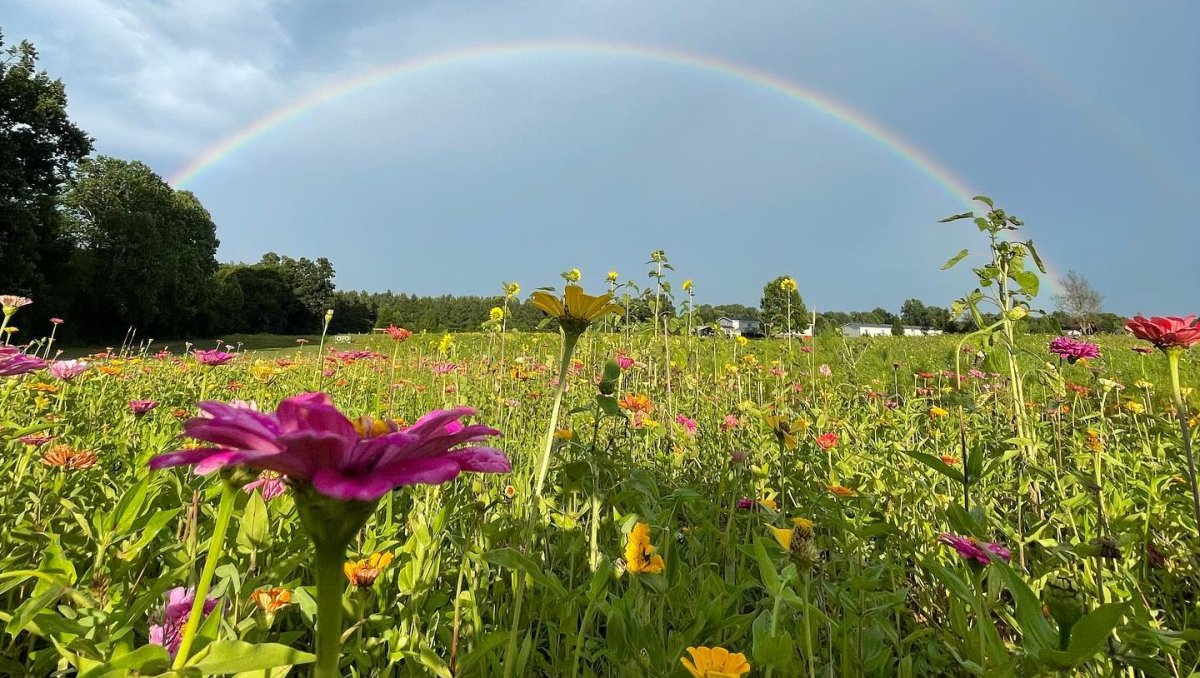 Rainbow arcing above field of colorful flowers