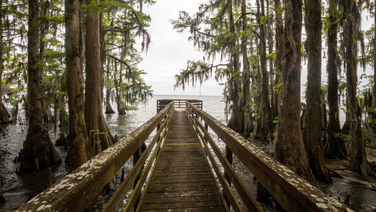Pier jutting into lake with cypress trees all around during cloudy daytime