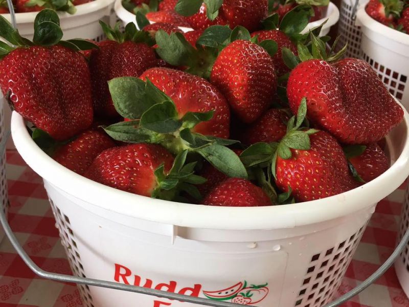 Rudd Strawberry Farm