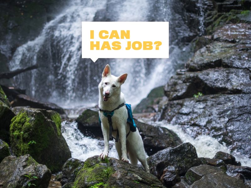 North Carolina Is Hiring The First Dog Travel Agent