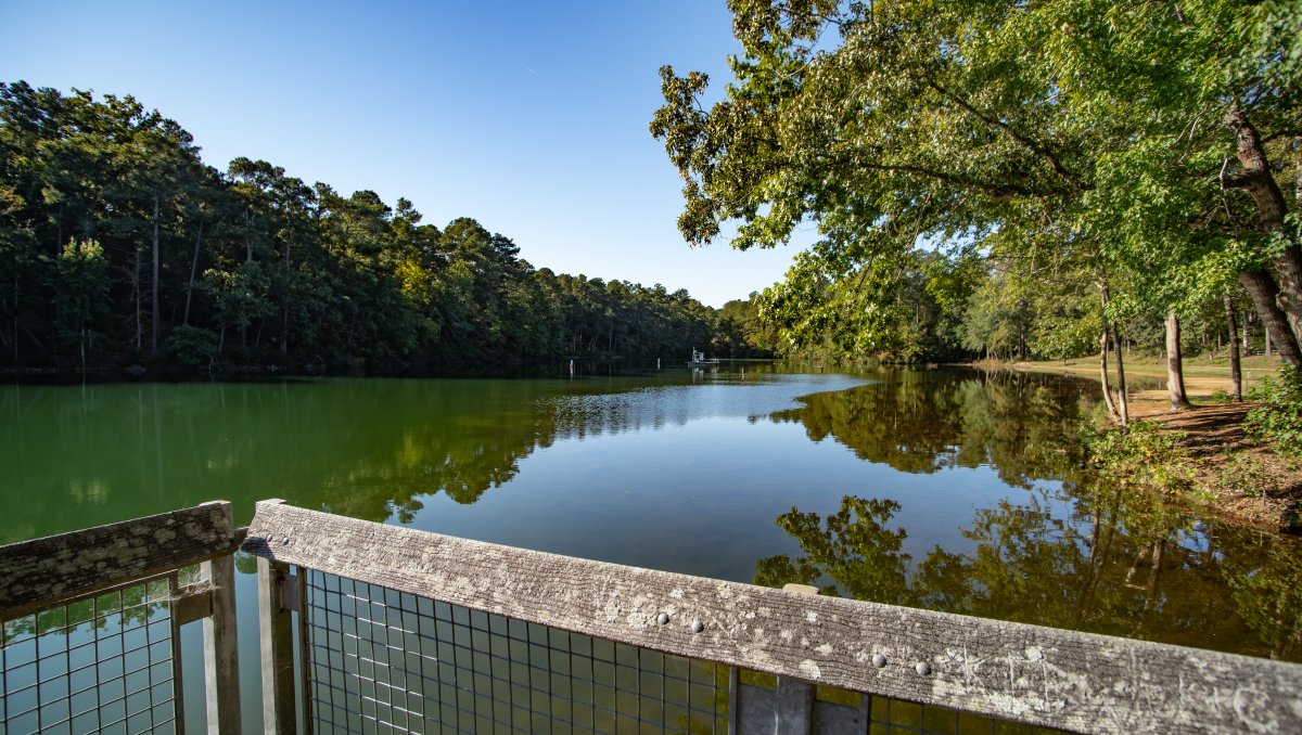 Calm lake surrounded by green trees from platform