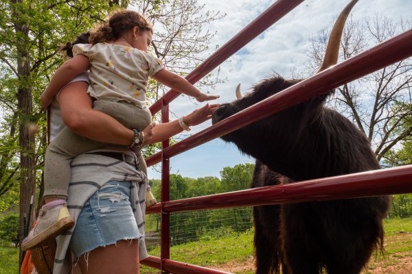 Parent holding child as child pets Highland cow in Bryon City.